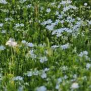 ヒメ日記 2025/05/01 05:30 投稿 田村美紀 五十路マダム 岐阜店