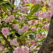 ヒメ日記 2025/05/01 20:06 投稿 田村美紀 五十路マダム 岐阜店