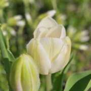 ヒメ日記 2025/05/02 20:32 投稿 田村美紀 五十路マダム 岐阜店