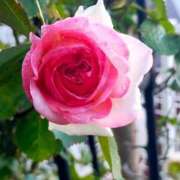 ヒメ日記 2025/05/04 11:54 投稿 田村美紀 五十路マダム 岐阜店