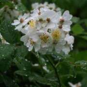 ヒメ日記 2025/05/07 20:02 投稿 田村美紀 五十路マダム 岐阜店