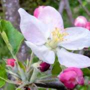 ヒメ日記 2025/05/08 05:30 投稿 田村美紀 五十路マダム 岐阜店