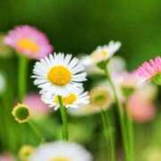 ヒメ日記 2025/05/09 05:30 投稿 田村美紀 五十路マダム 岐阜店