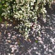 ヒメ日記 2025/05/11 20:02 投稿 田村美紀 五十路マダム 岐阜店