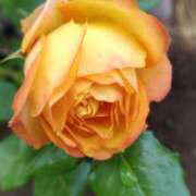 ヒメ日記 2025/05/12 05:30 投稿 田村美紀 五十路マダム 岐阜店