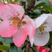 ヒメ日記 2025/05/14 09:16 投稿 田村美紀 五十路マダム 岐阜店