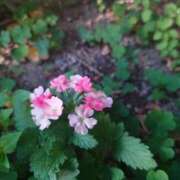 ヒメ日記 2025/05/15 05:46 投稿 田村美紀 五十路マダム 岐阜店