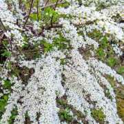 ヒメ日記 2025/05/16 05:30 投稿 田村美紀 五十路マダム 岐阜店