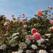 ヒメ日記 2025/05/17 20:32 投稿 田村美紀 五十路マダム 岐阜店