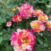 ヒメ日記 2025/05/19 09:14 投稿 田村美紀 五十路マダム 岐阜店