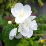 ヒメ日記 2025/05/19 09:32 投稿 田村美紀 五十路マダム 岐阜店