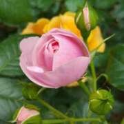 ヒメ日記 2025/05/22 05:30 投稿 田村美紀 五十路マダム 岐阜店