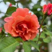 ヒメ日記 2025/05/22 20:02 投稿 田村美紀 五十路マダム 岐阜店