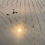 ヒメ日記 2025/05/23 05:30 投稿 田村美紀 五十路マダム 岐阜店