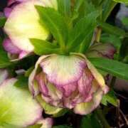 ヒメ日記 2025/05/24 05:30 投稿 田村美紀 五十路マダム 岐阜店