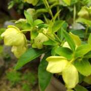 ヒメ日記 2025/05/27 20:02 投稿 田村美紀 五十路マダム 岐阜店