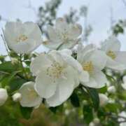 ヒメ日記 2025/05/30 20:02 投稿 田村美紀 五十路マダム 岐阜店