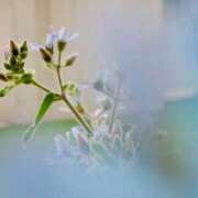 ヒメ日記 2025/05/31 20:00 投稿 田村美紀 五十路マダム 岐阜店