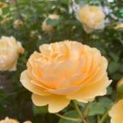 ヒメ日記 2025/06/01 20:02 投稿 田村美紀 五十路マダム 岐阜店