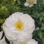 ヒメ日記 2025/06/01 20:46 投稿 田村美紀 五十路マダム 岐阜店