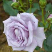 ヒメ日記 2025/06/02 14:32 投稿 田村美紀 五十路マダム 岐阜店