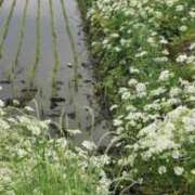 ヒメ日記 2025/06/02 21:30 投稿 田村美紀 五十路マダム 岐阜店