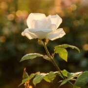 ヒメ日記 2025/06/03 20:02 投稿 田村美紀 五十路マダム 岐阜店