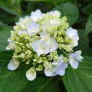 ヒメ日記 2025/06/04 05:30 投稿 田村美紀 五十路マダム 岐阜店