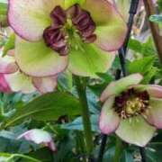 ヒメ日記 2025/06/04 20:02 投稿 田村美紀 五十路マダム 岐阜店