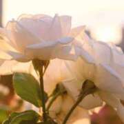 ヒメ日記 2025/06/05 05:30 投稿 田村美紀 五十路マダム 岐阜店