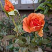 ヒメ日記 2025/06/06 05:30 投稿 田村美紀 五十路マダム 岐阜店