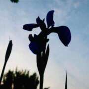 ヒメ日記 2025/06/06 20:02 投稿 田村美紀 五十路マダム 岐阜店