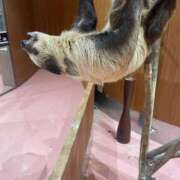 ヒメ日記 2025/06/07 20:02 投稿 田村美紀 五十路マダム 岐阜店