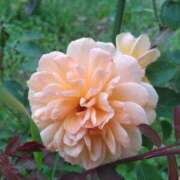 ヒメ日記 2025/06/08 05:46 投稿 田村美紀 五十路マダム 岐阜店