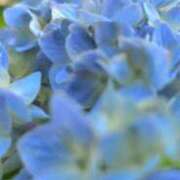 ヒメ日記 2025/06/09 05:30 投稿 田村美紀 五十路マダム 岐阜店