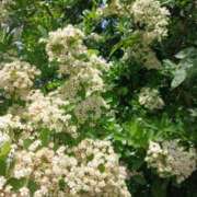 ヒメ日記 2025/06/09 20:02 投稿 田村美紀 五十路マダム 岐阜店