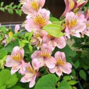 ヒメ日記 2025/06/10 05:30 投稿 田村美紀 五十路マダム 岐阜店