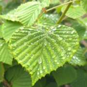 ヒメ日記 2025/06/10 20:02 投稿 田村美紀 五十路マダム 岐阜店