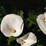 ヒメ日記 2025/06/11 05:30 投稿 田村美紀 五十路マダム 岐阜店