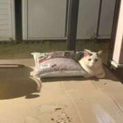 ヒメ日記 2025/06/11 20:02 投稿 田村美紀 五十路マダム 岐阜店