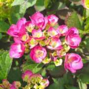 ヒメ日記 2025/06/12 05:30 投稿 田村美紀 五十路マダム 岐阜店