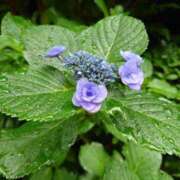 ヒメ日記 2025/06/13 05:30 投稿 田村美紀 五十路マダム 岐阜店