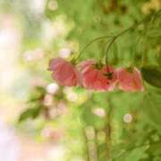 ヒメ日記 2025/06/14 05:30 投稿 田村美紀 五十路マダム 岐阜店