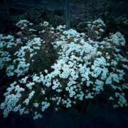 ヒメ日記 2025/06/14 20:02 投稿 田村美紀 五十路マダム 岐阜店