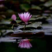 ヒメ日記 2025/06/15 08:46 投稿 田村美紀 五十路マダム 岐阜店