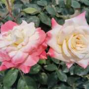 ヒメ日記 2025/06/20 05:30 投稿 田村美紀 五十路マダム 岐阜店