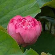 ヒメ日記 2025/06/24 20:02 投稿 田村美紀 五十路マダム 岐阜店