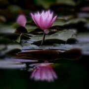 ヒメ日記 2025/06/25 20:02 投稿 田村美紀 五十路マダム 岐阜店