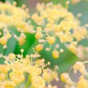 ヒメ日記 2025/06/26 05:30 投稿 田村美紀 五十路マダム 岐阜店