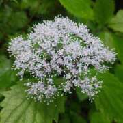 ヒメ日記 2025/06/28 05:30 投稿 田村美紀 五十路マダム 岐阜店